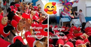 ¡Perriposada! Refugio animal organiza una posada para sus lomitos y la fiesta se viraliza