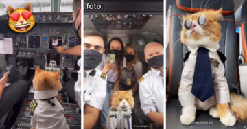 Piloto lleva a su gatito a su vuelo y enternece a los tripulantes