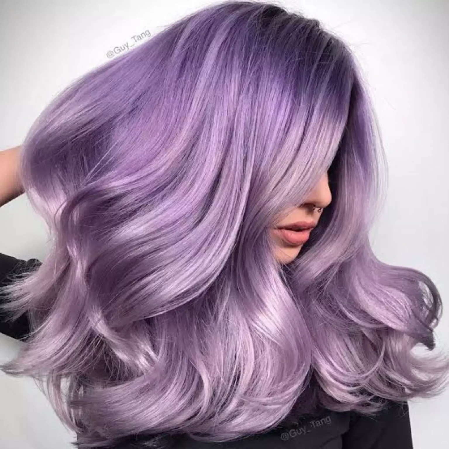 Purple lilac