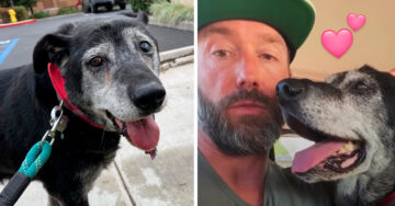 Hombre adopta a un perrito de 16 años para que viviera sus últimos años feliz