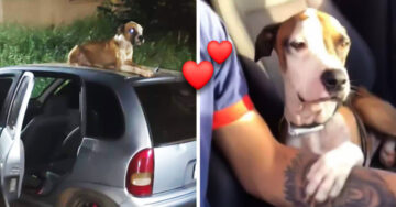 Encontró su auto robado en la calle con un perrito callejero cuidándolo y lo adoptó