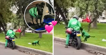 Perrito ayuda a su dueño repartidor a entregar paquetes ¡y tiene su propio uniforme!