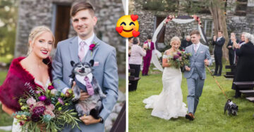 Adorable perrito estuvo en la boda de sus dueños y fue el encargado de llevar los anillos