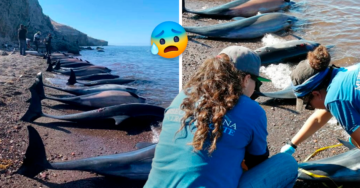 Autoridades encuentran a 30 delfines muertos en la playa de Baja California Sur
