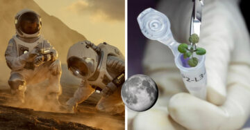 Científicos logran cultivar plantas en polvo lunar por primera vez en la historia