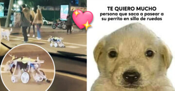 ¡Alerta de ternura! Chico saca a pasear a su perrito en silla de ruedas