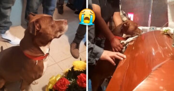 ¡Conmovedor! Entre lágrimas, perrito se despide de su dueña en su funeral