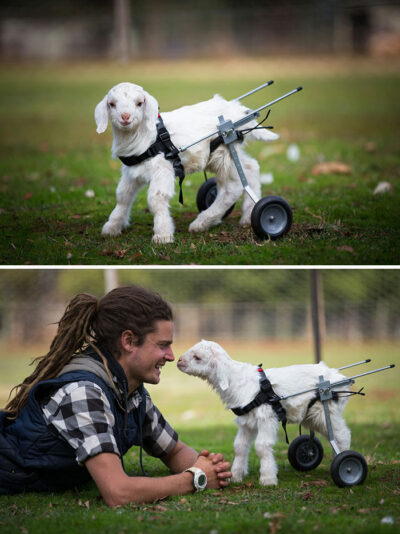 Fotograf As De Cabras Tiernas Que Te Har N Querer Tener Una