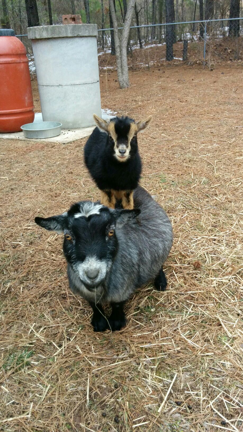 Fotograf As De Cabras Tiernas Que Te Har N Querer Tener Una