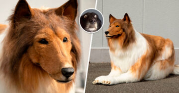 Hombre en Japón pagó 16 mil dólares para parecerse a un perro de tamaño real