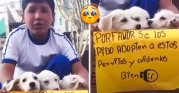 ¡Ternurita! Pequeño salva a perritos en la calle y pide ayuda para cuidarlos