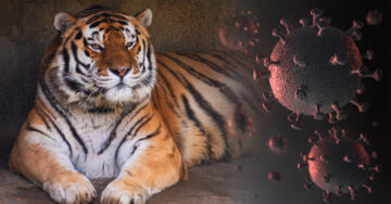Tigre del zoológico de Columbus muere por complicaciones de covid-19