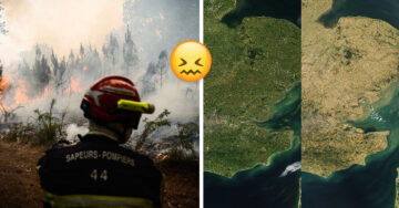 Impactantes imágenes revelan la devastación que dejó la ola de calor en Reino Unido