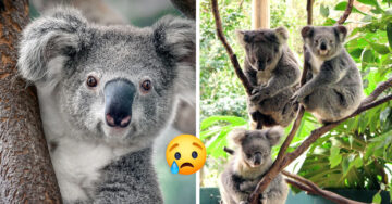 Autoridades investigan la muerte de 16 koalas en una plantación de Australia ¿Qué sucedió?