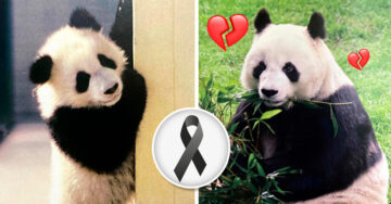 ¡Adiós Shuan-Shuan! Muere la panda gigante más longeva de México