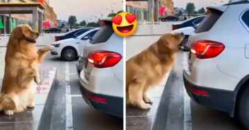 ¡Viene viene! Perro le avisa a su dueño cómo estacionar su coche con un ladrido