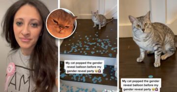 Revelación de Género Fail: su gato reventó los globos antes de que empezara la fiesta