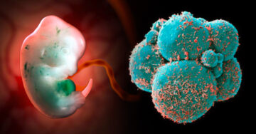 Sin óvulos ni espermas; desarrollan primeros “embriones sintéticos” con células madre de ratón