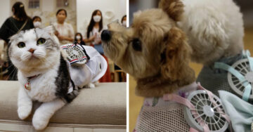 Japón empieza a vender ropa con ventiladores para que las mascotas no pasen calor