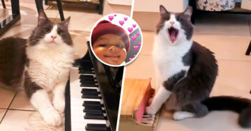 Limón, el gatito adoptado que es famoso en TikTok por saber tocar el piano