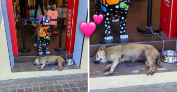¡Qué hermoso! Perrito callejero es adoptado por empleados de una tienda de ropa