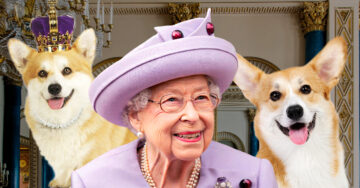 ¿Qué pasará con los corgis de la reina? Fueron sus leales compañeros durante 30 años
