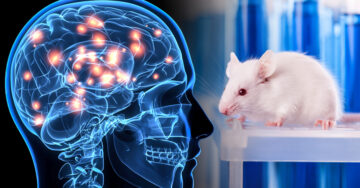 Implantan células cerebrales humanas en ratas para estudiar trastornos neurológicos humanos