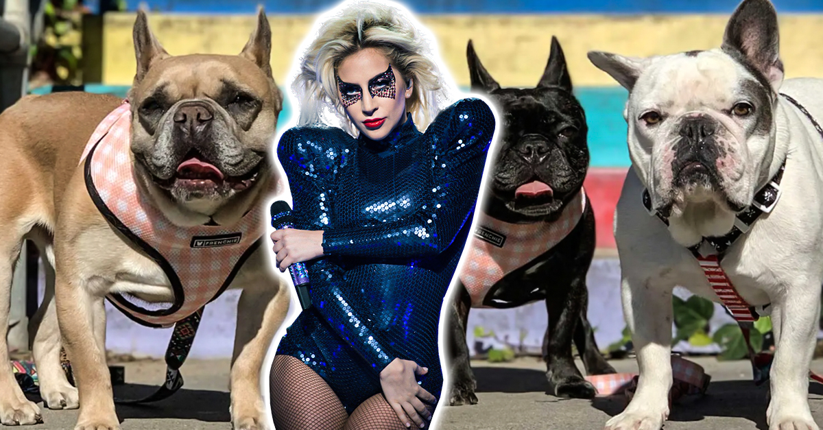 Lo Condenan Por El Caso Del Paseador De Perros De Lady Gaga