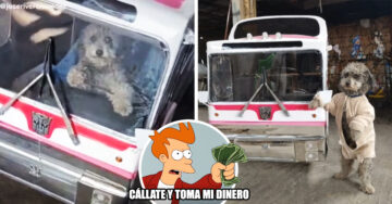 Creó un “perrobus” para pasear a sus lomitos por la calle y es un éxito