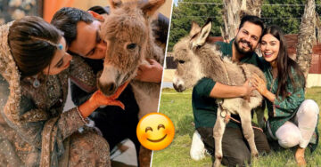 Novio le regala un burro bebé a su prometida como regalo de bodas