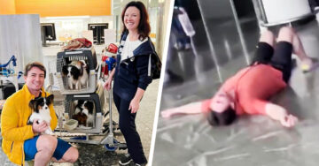 Hombre entra en desesperación al enterarse que aerolínea perdió a sus perritos; los recuperó