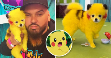 Hombre presume a su perro pintado como Pikachu y lo terminan multando