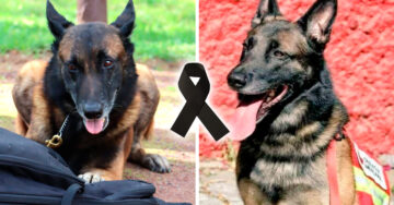 Turquía y México rinden homenaje a “Proteo” perrito que murió rescatando víctimas del terremoto