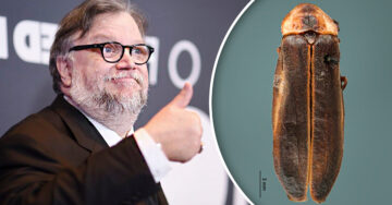 Nueva especie de luciérnaga es nombrada “Guillermo del Toro” por científicos de la UNAM
