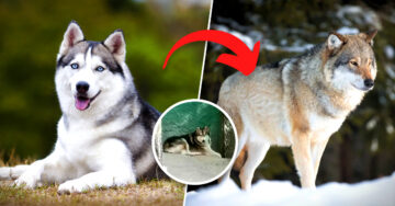Exhíben zoológico por hacer pasar un perro Husky por un lobo canadiense