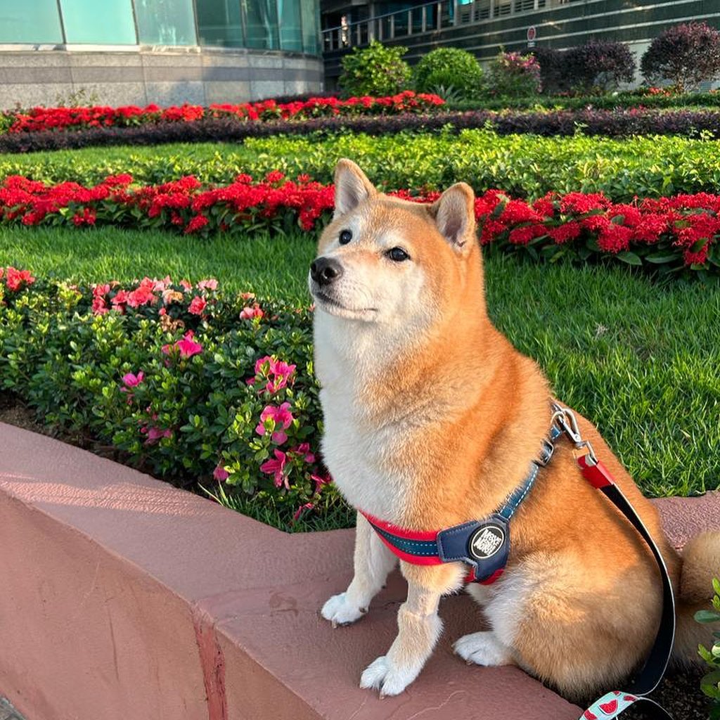 Cheems, El Perrito De Los Memes Se Encuentra Mejor De Salud